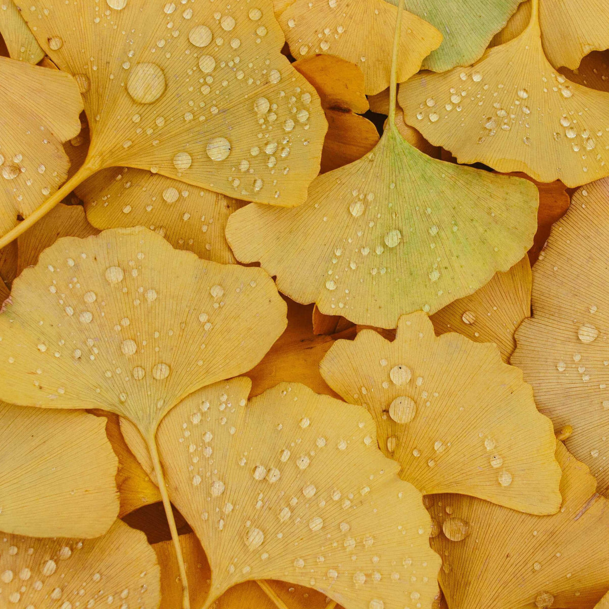 A close-up arrangement of yellow ginkgo leaves covered with small water droplets, filling the frame.