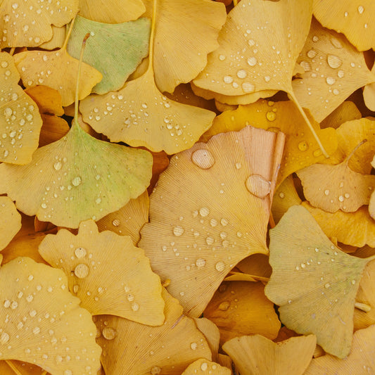 Close-up of ginkgo leaves with water droplets on a yellow background