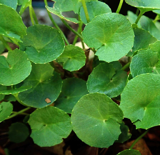 Close-up of green round-leaf plants, likely Hoya carnosa, with overlapping circular leaves and visible veins against a dark background.