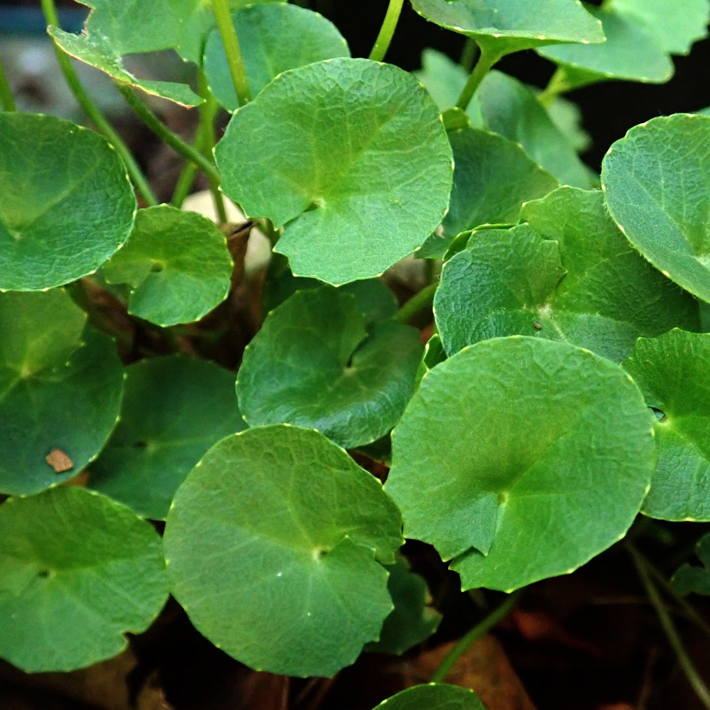 Gotu Kola Tincture