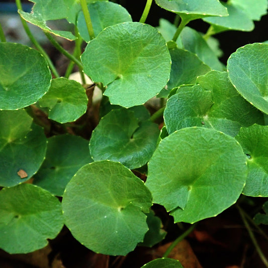 Gotu Kola Tincture