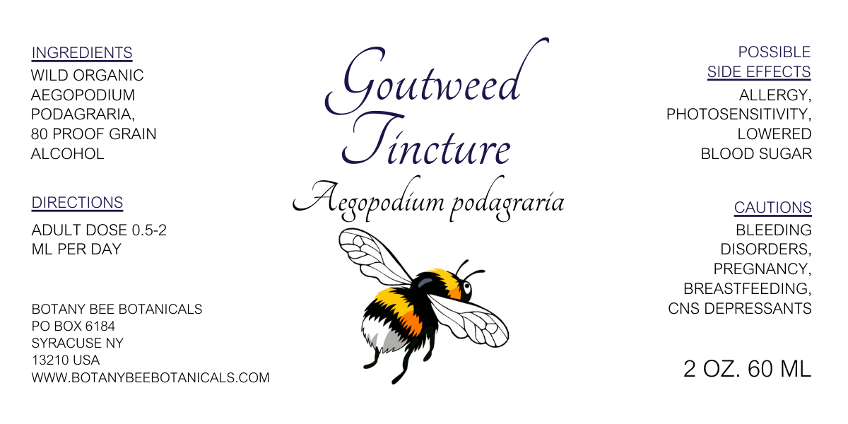 Goutweed Tincture, Wild Organic Aegopodium podagraria Herbal Extract