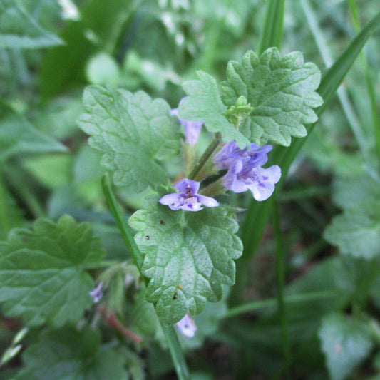 Ground Ivy Plant for Tea