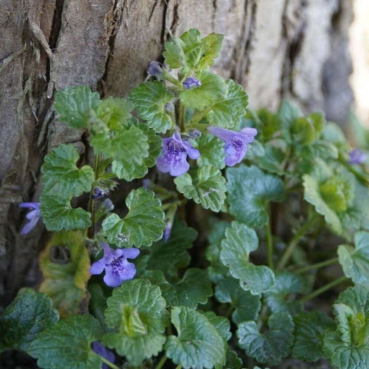 Green ground ivy with small purple flowers growing against a tree trunk outdoors.