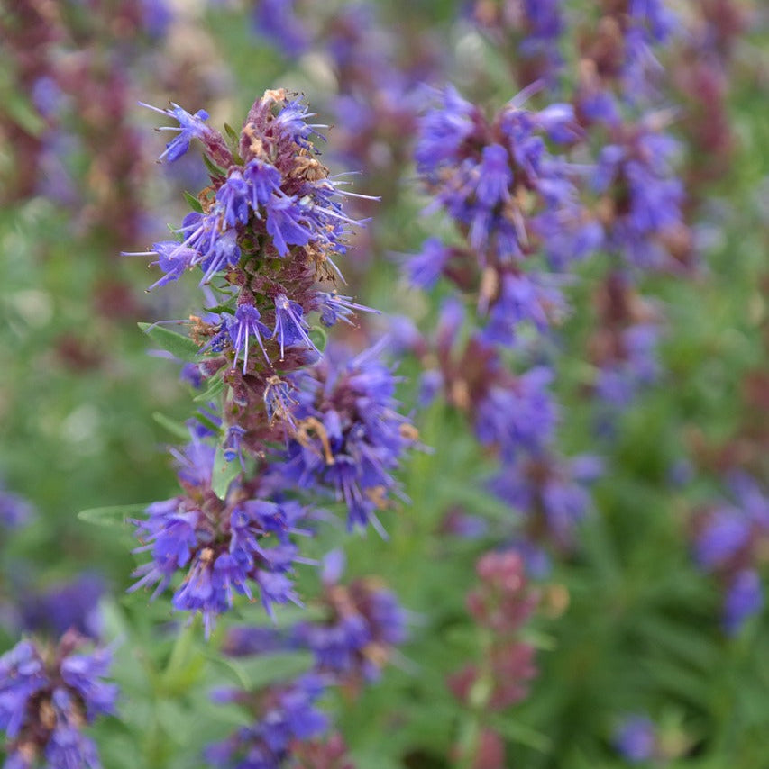 Close-up of purple flowers with green leaves in the background