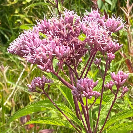 A close-up of a flowering plant with clusters of pink-purple blossoms and green leaves growing outdoors in a grassy field.