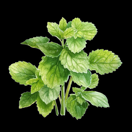 lemon balm plant