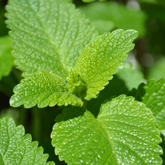 Close-up of fresh green lemon balm leaves with visible water droplets, showing detailed texture and serrated edges.