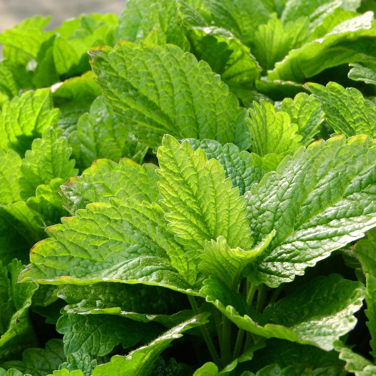 Close-up of green leaves with water droplets