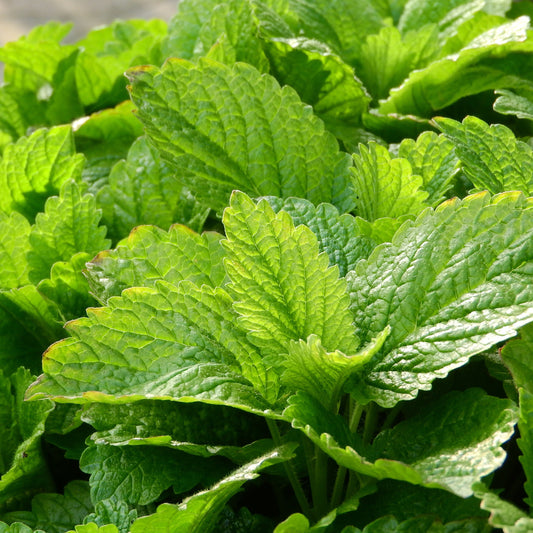 Close-up of green leaves with water droplets