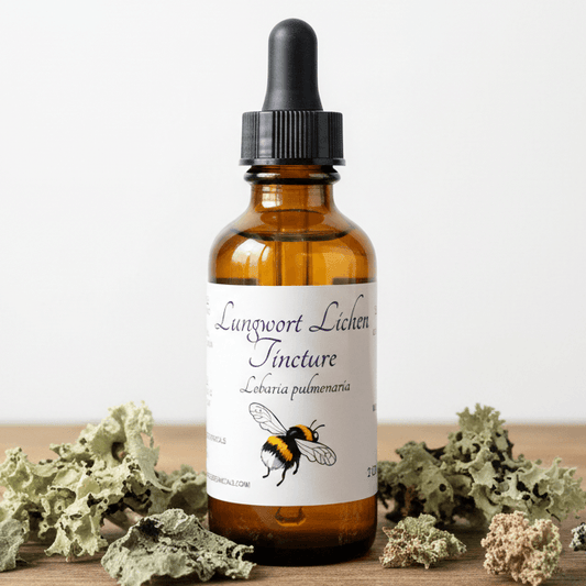 An amber glass dropper bottle labeled 'Lungwort Lichen Tincture' with a black cap, standing on a wooden surface surrounded by dried green and beige lichen plants against a plain light background.