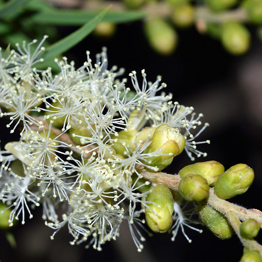 Close-up of a branch with green buds and white flowers against a blurred background