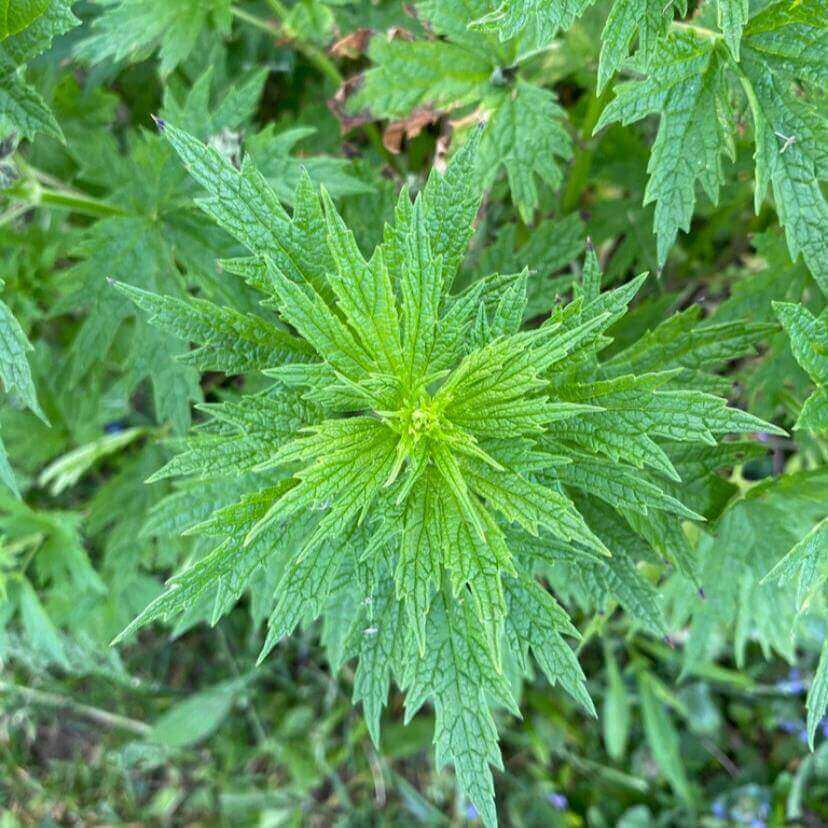 A close-up view of a green leafy plant with serrated, starburst-shaped leaves growing in a garden setting.