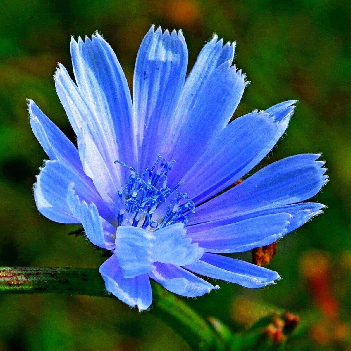A blue chicory flower