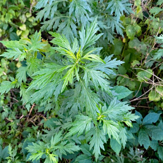 Mugwort Plant