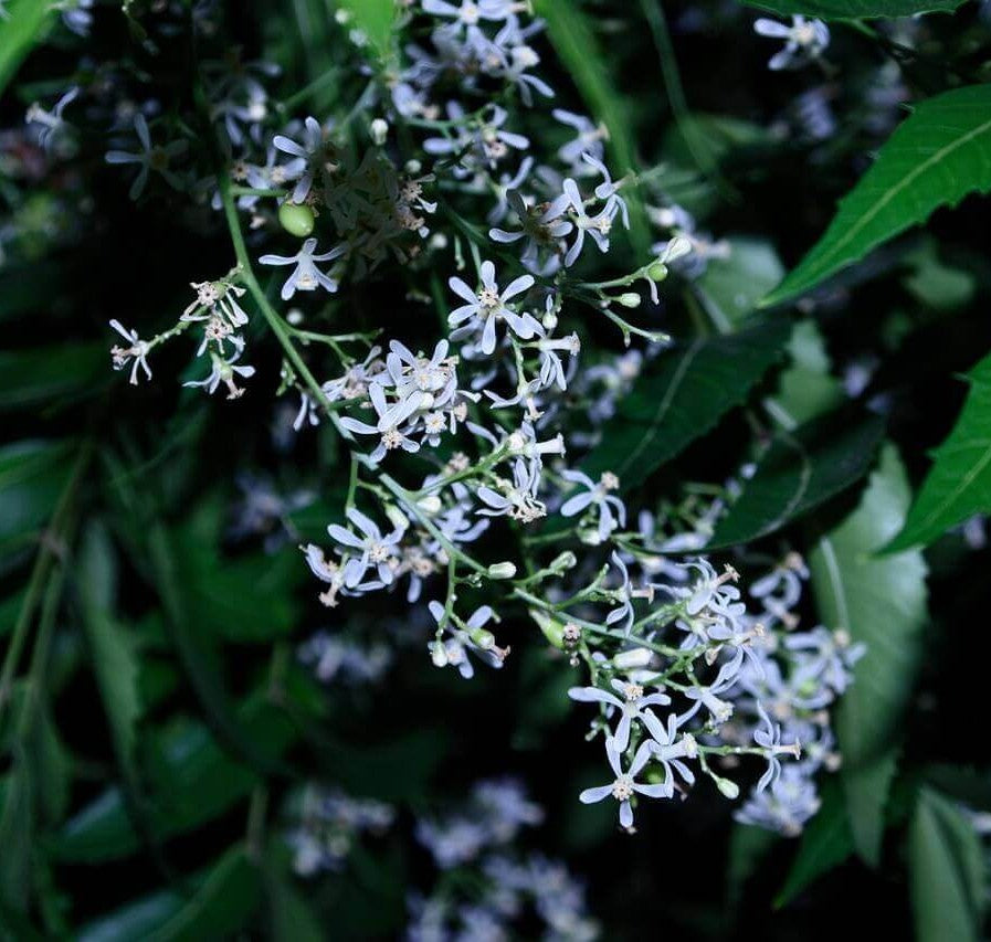 Close-up of delicate white flowers with green leaves, photographed in a natural outdoor setting.