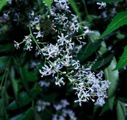 Close-up of delicate white flowers with green leaves, photographed in a natural outdoor setting.