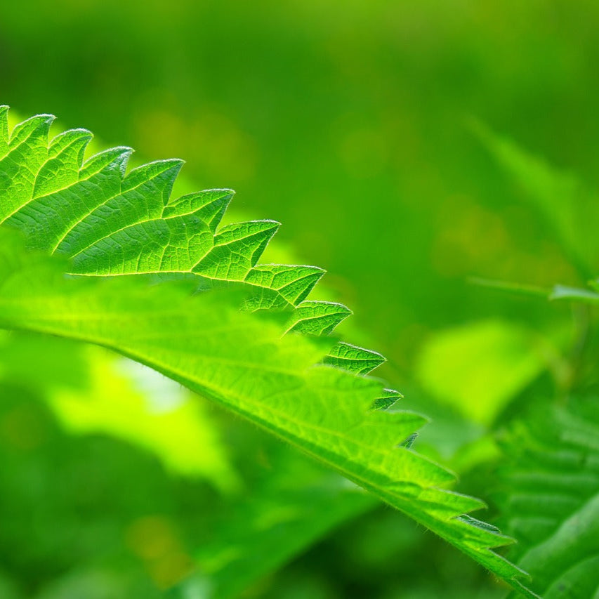 photo of stinging nettle
