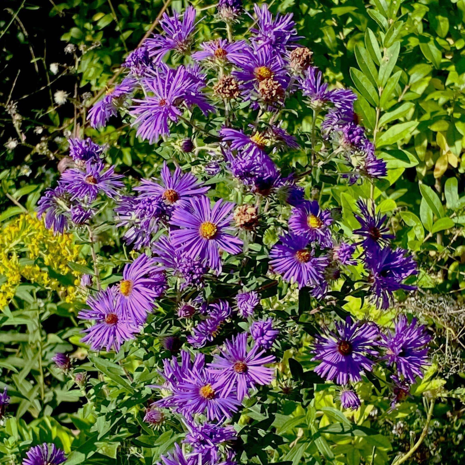Purple asters with yellow centers blooming in a garden among green foliage.