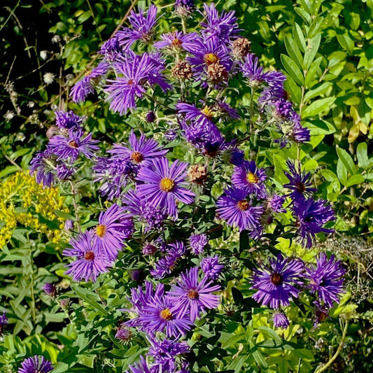 Purple asters with yellow centers blooming in a garden among green foliage.