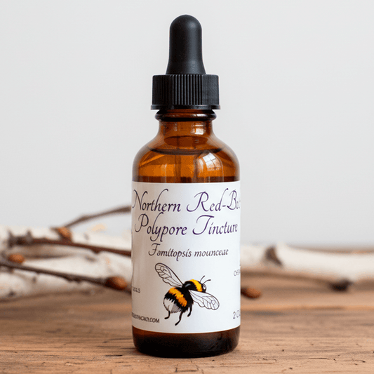 Northern Red-Belt Mushroom Tincture, Wild Mushroom Extract
