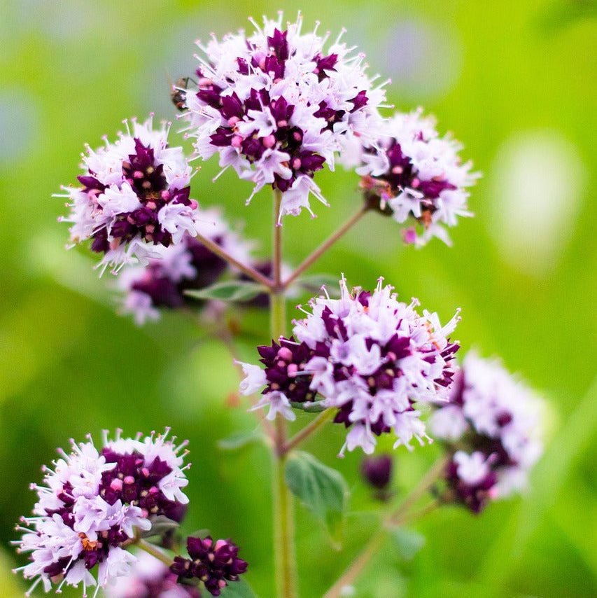 Wild Oregano Tincture, Wild Organic Origanum vulgare Herbal Extract