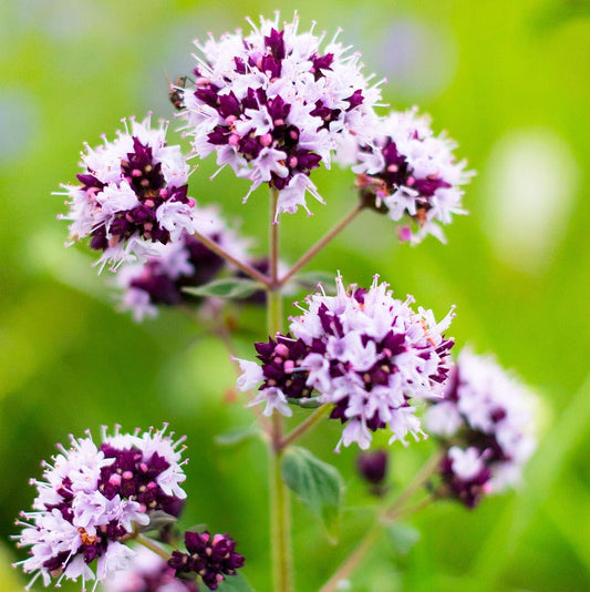Close-up of purple and white flowers with a blurred green background