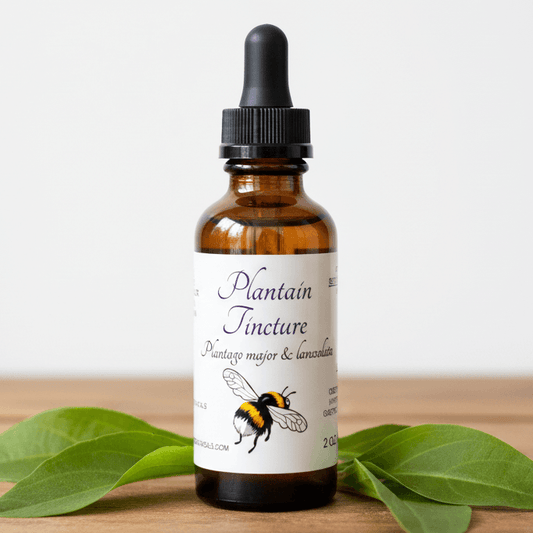 An amber glass dropper bottle labeled 'Plantain Tincture' with a black cap, standing on a wooden surface with green leaves around it against a light neutral background.