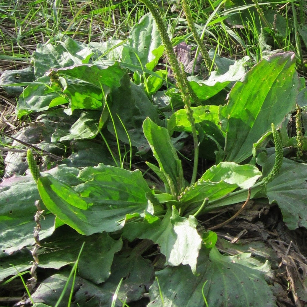 A row of green leafy plants growing along a dirt path in an outdoor grassy field.