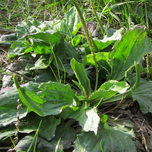 A row of green leafy plants growing along a dirt path in an outdoor grassy field.