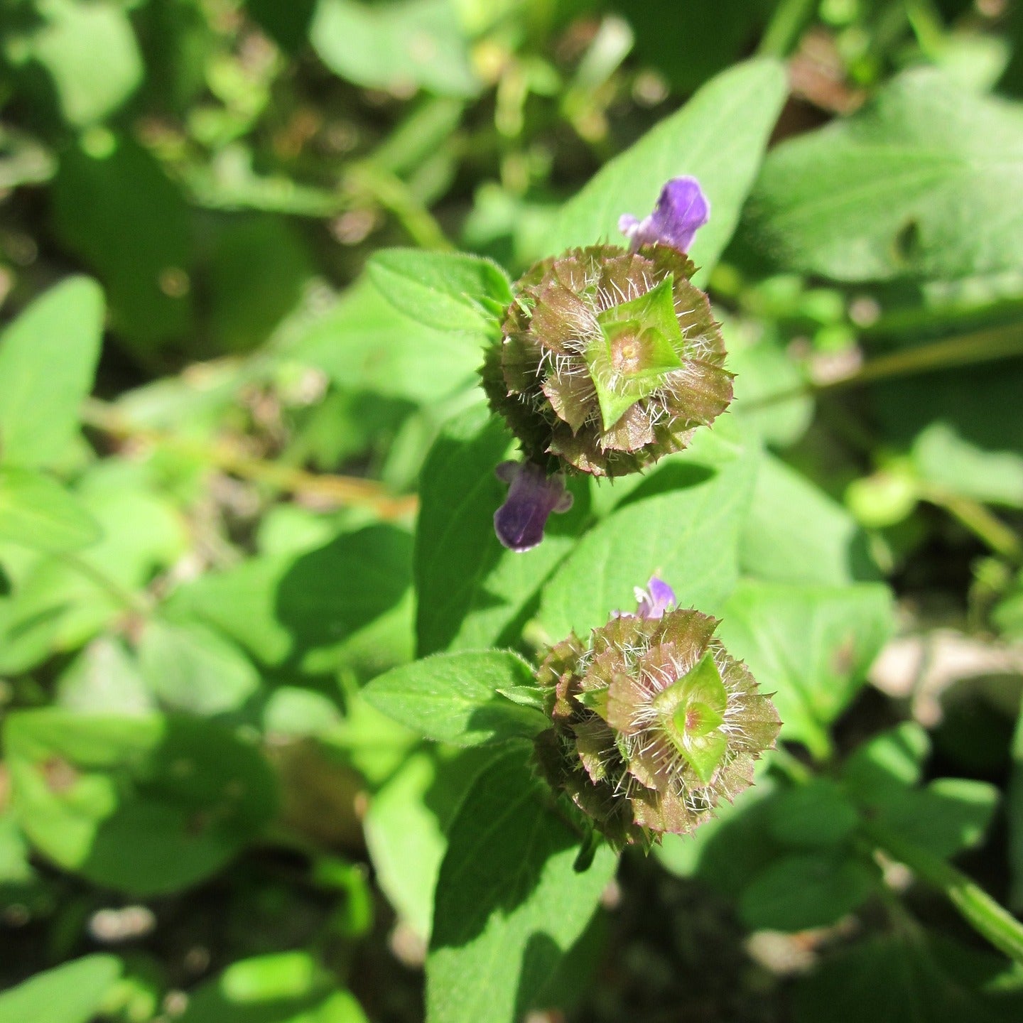Self-Heal, Prunella vulgaris, Wild Organic, Shredded for Tea