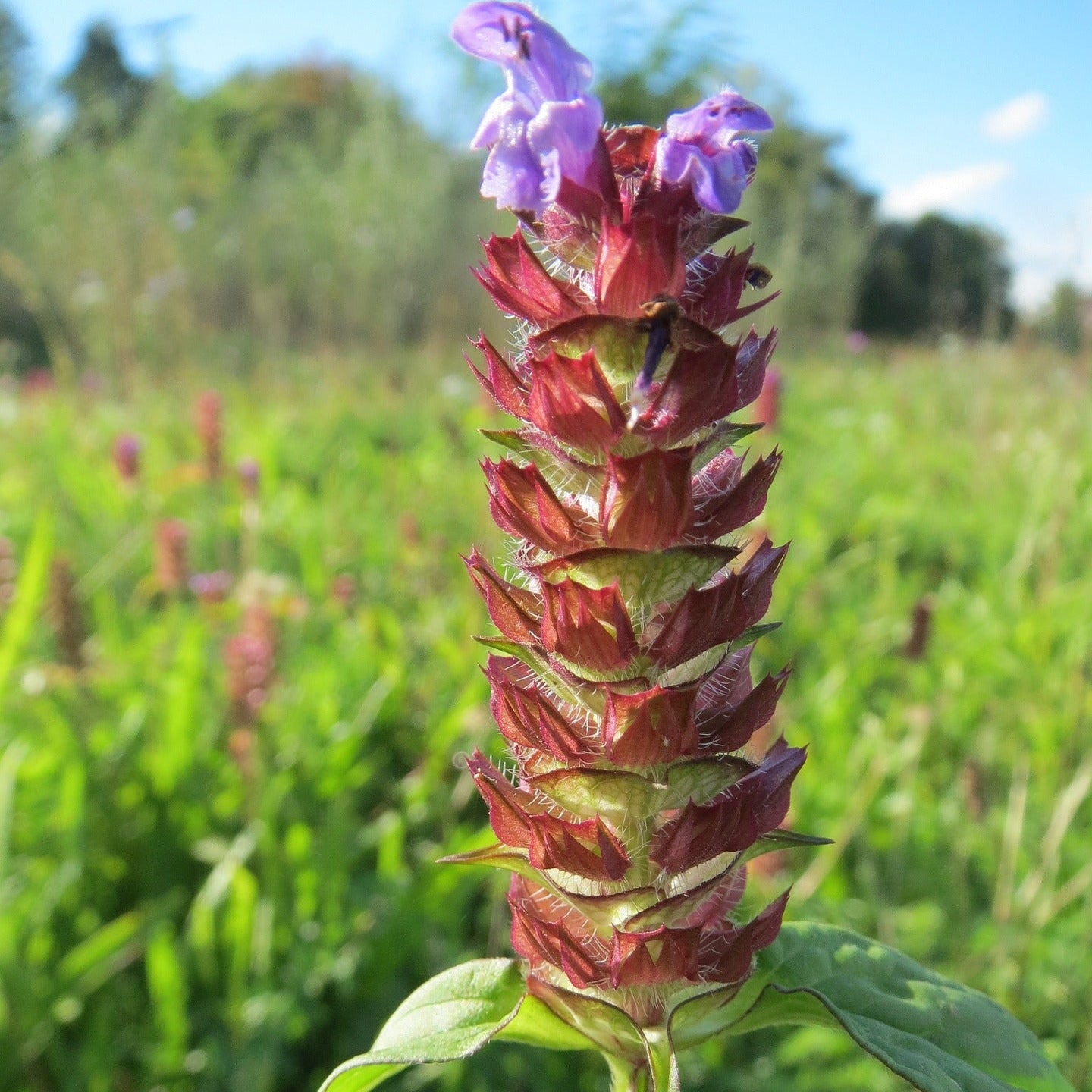 Self-Heal, Prunella vulgaris, Wild Organic, Shredded for Tea