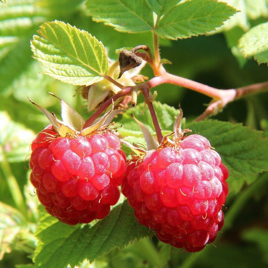 Two red raspberries on a branch with green leaves in the background
