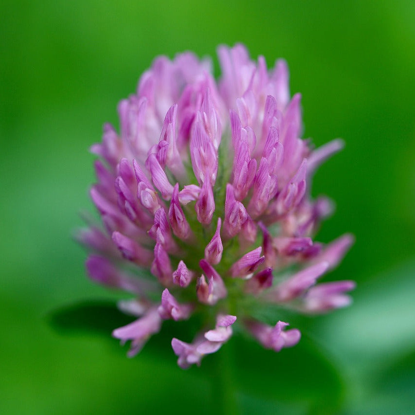 Close-up of a pink clover flower with a blurred green background