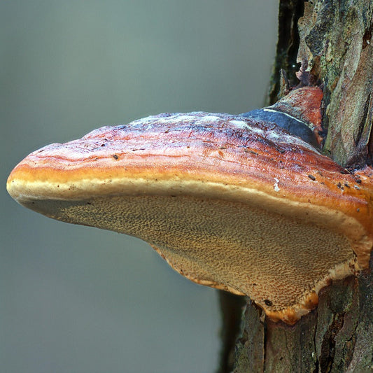 Reishi Mushroom Tincture