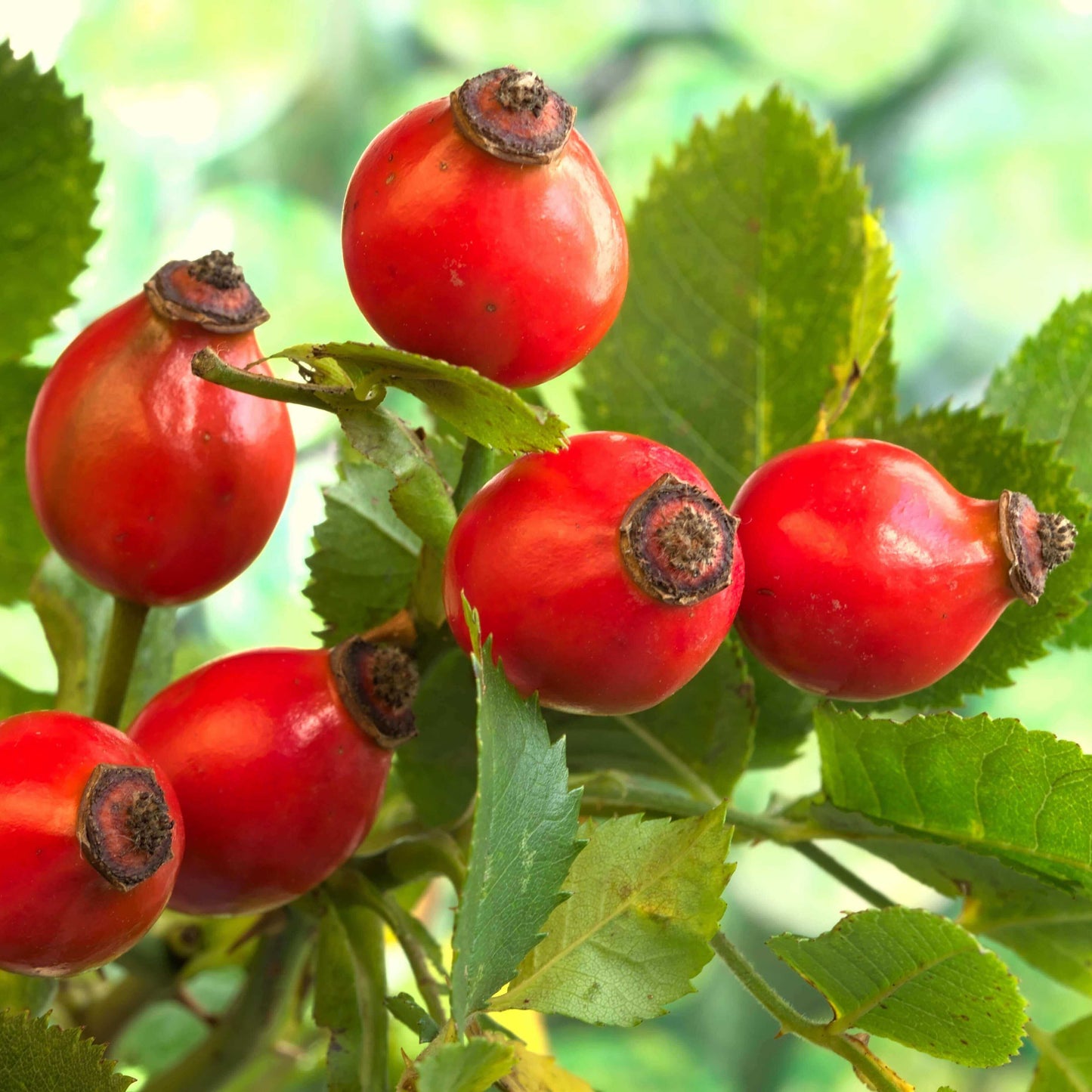 Red rose hips for Organic Rosehip Complexion Salve on a branch with green leaves, photographed outdoors against a soft blurred green background.