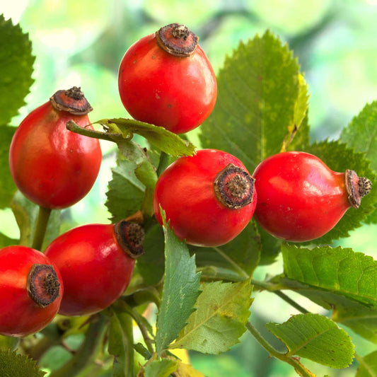 Red rose hips for Organic Rosehip Complexion Salve on a branch with green leaves, photographed outdoors against a soft blurred green background.