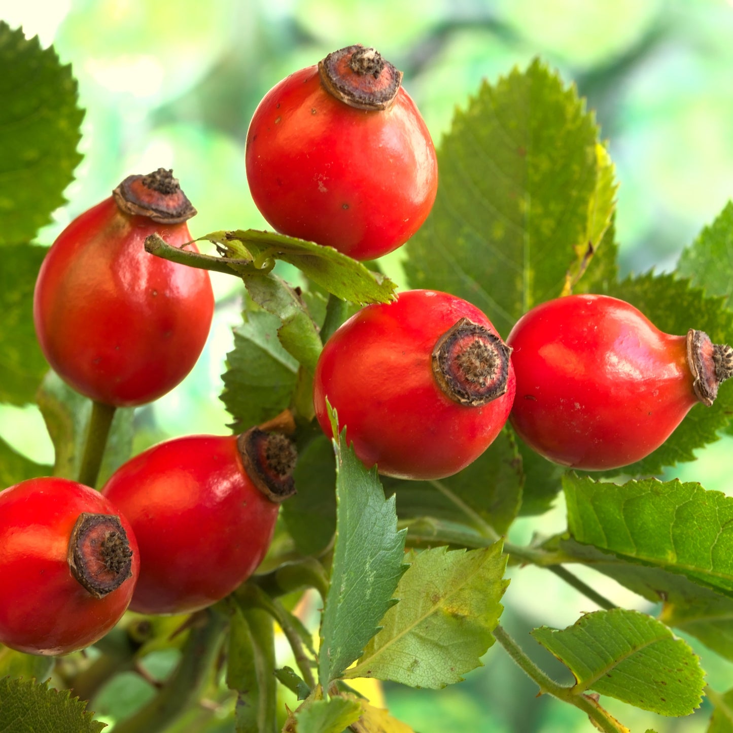 Rose Hip Close-Up