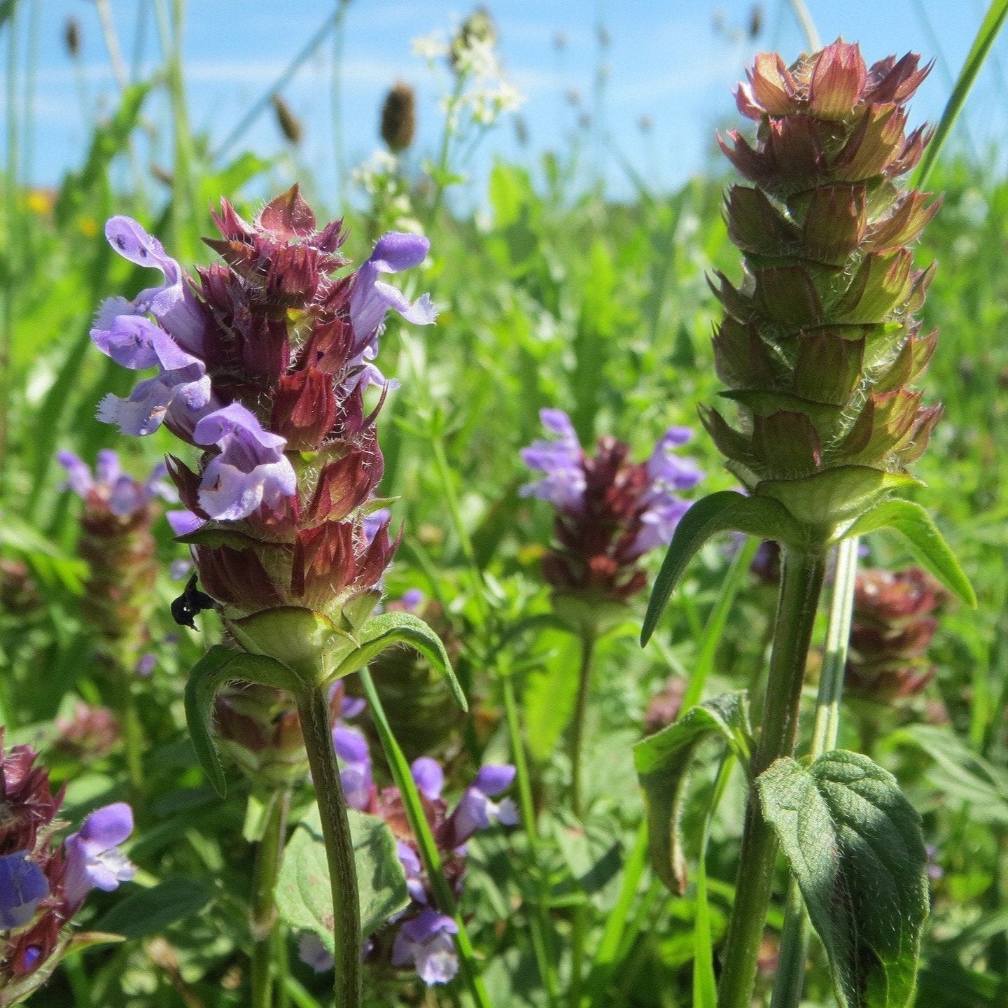 Organic Self-Heal Tincture