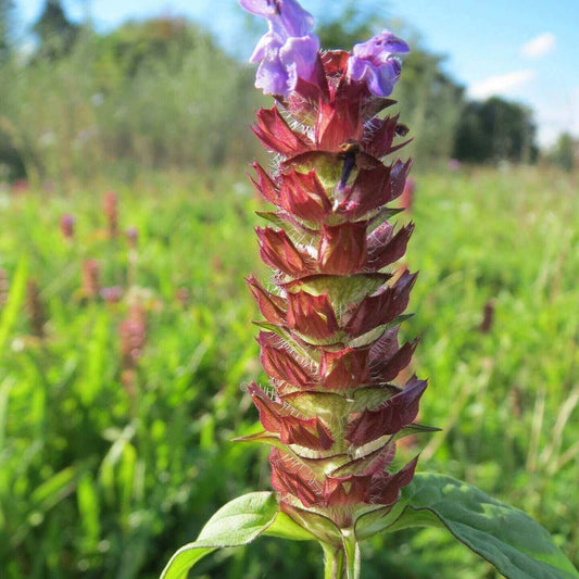 A close-up of a tall flower spike with deep reddish-brown bracts and small light purple flowers at the top, photographed in a sunlit grassy field with a blurred background.