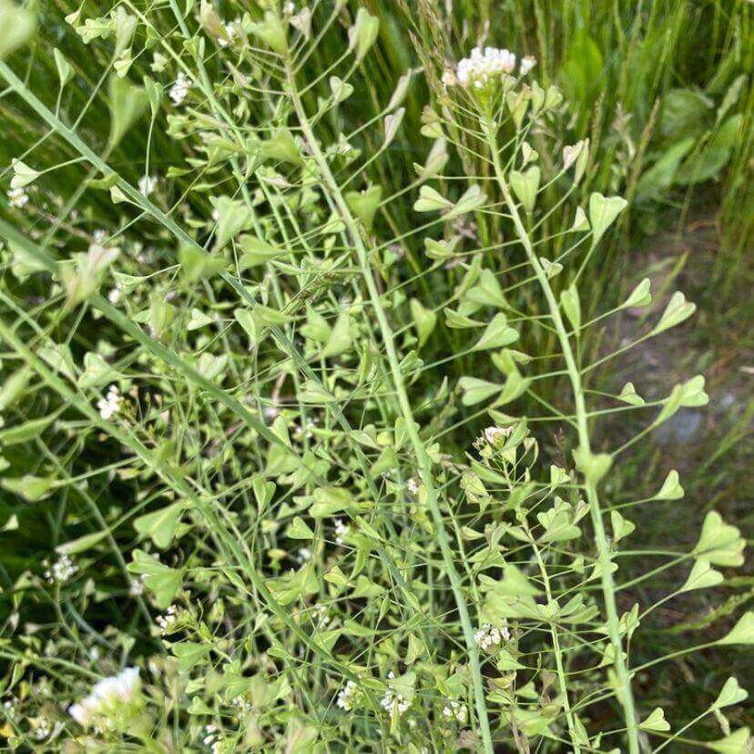 Green leafy plant stems with small clusters of white flowers growing outdoors among grass.