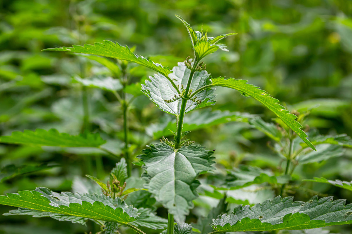 A close-up view of a green leafy plant with serrated leaves growing in a lush, out-of-focus green field.