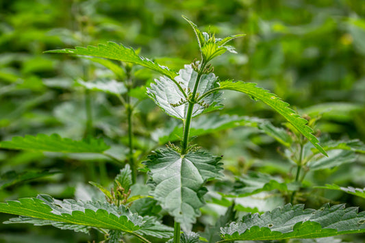 A close-up view of a green leafy plant with serrated leaves growing in a lush, out-of-focus green field.