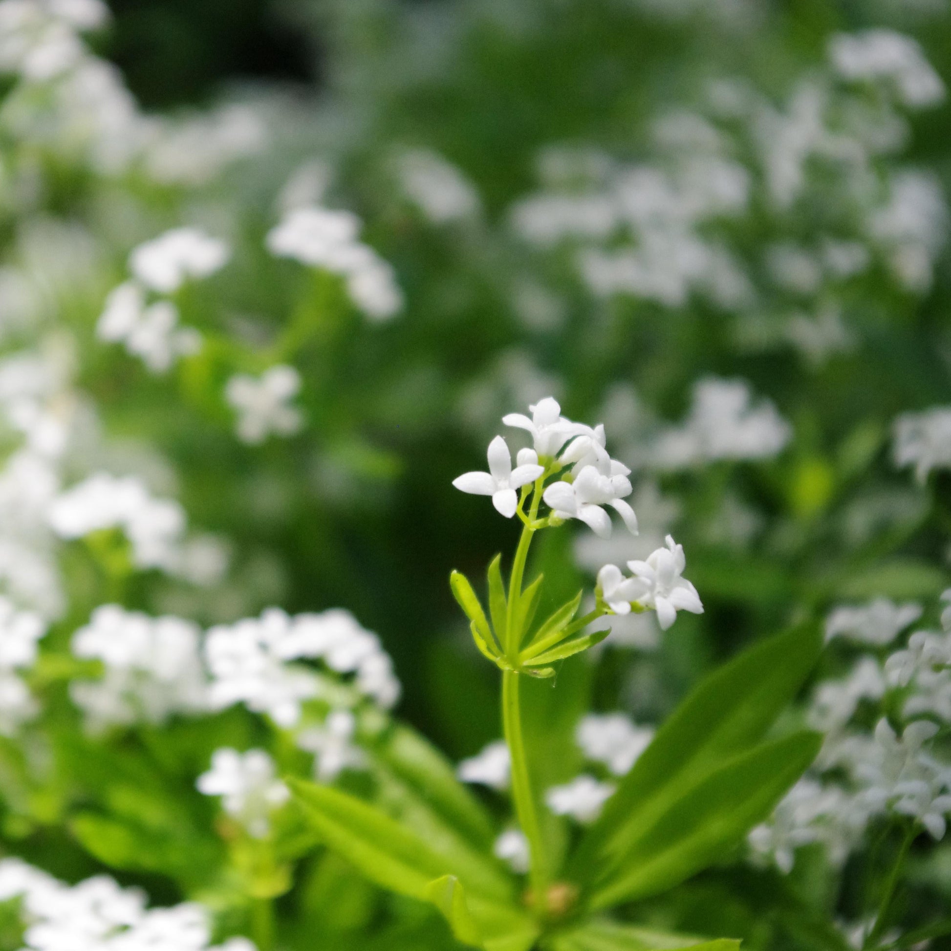 Close-up of white flowers with green leaves in a natural setting
