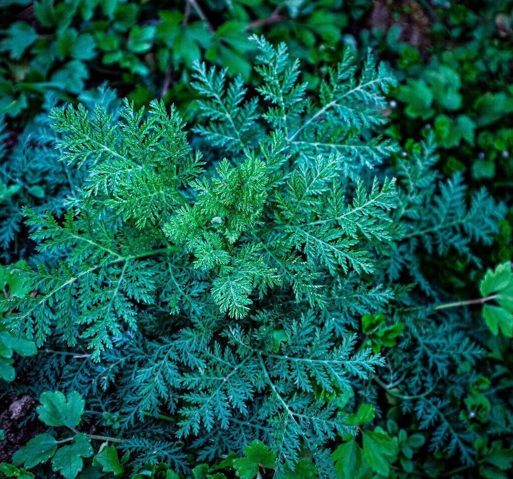 A close-up view of a green, finely textured leafy plant growing among other foliage outdoors.
