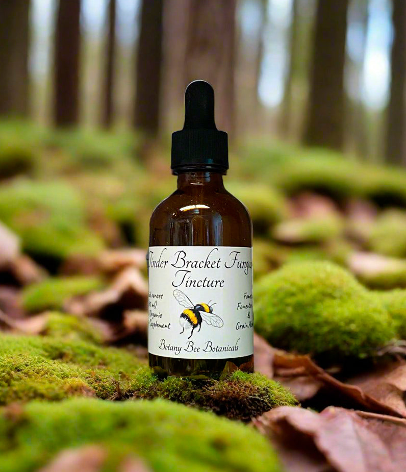 Tinder Bracket Mushroom Tincture