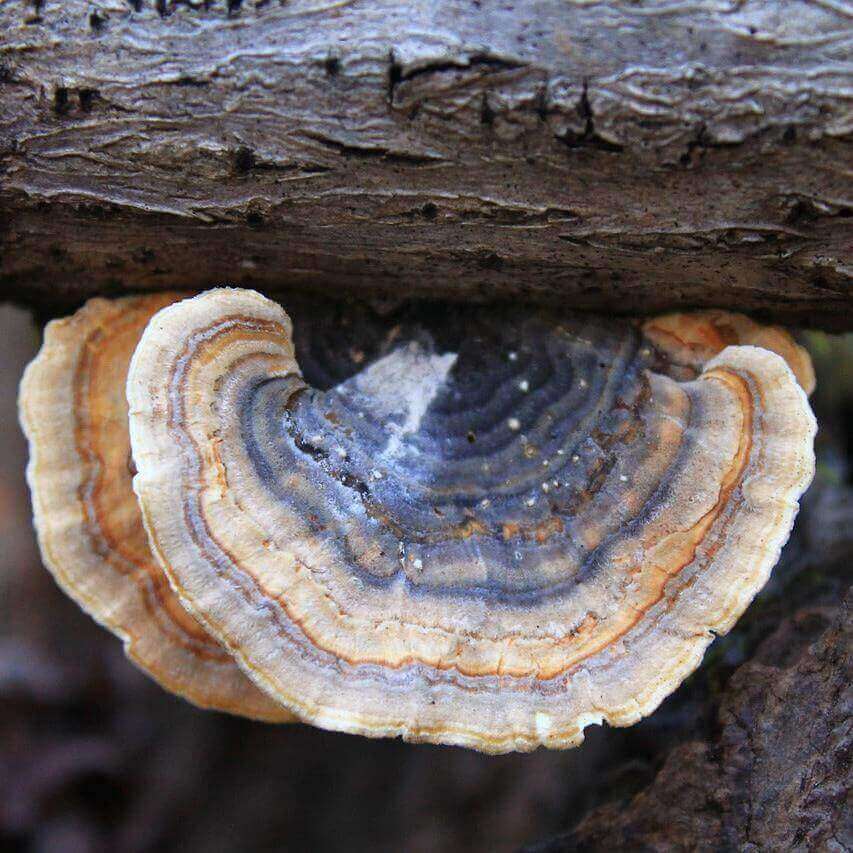 A close-up of a shelf mushroom growing underneath a tree branch, showing concentric bands of beige, brown, and dark gray in the gill-covered underside.