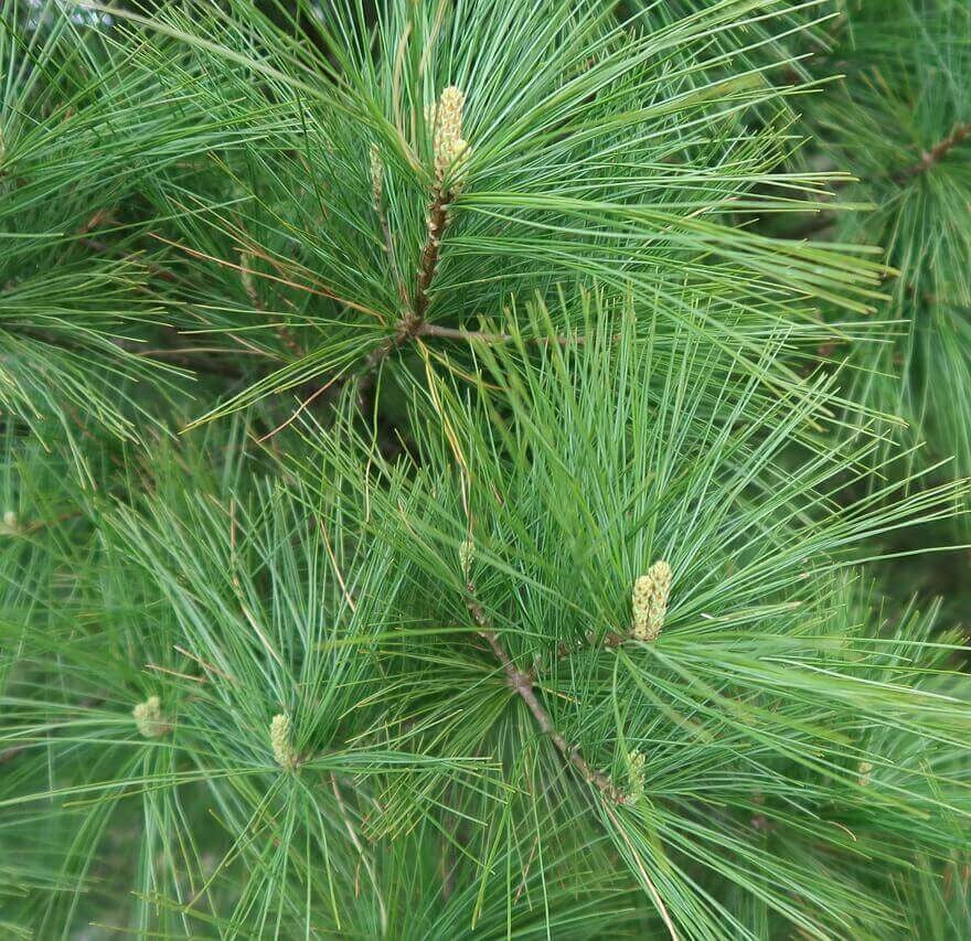 Close-up of green pine branches with long needles and small cone-like buds.