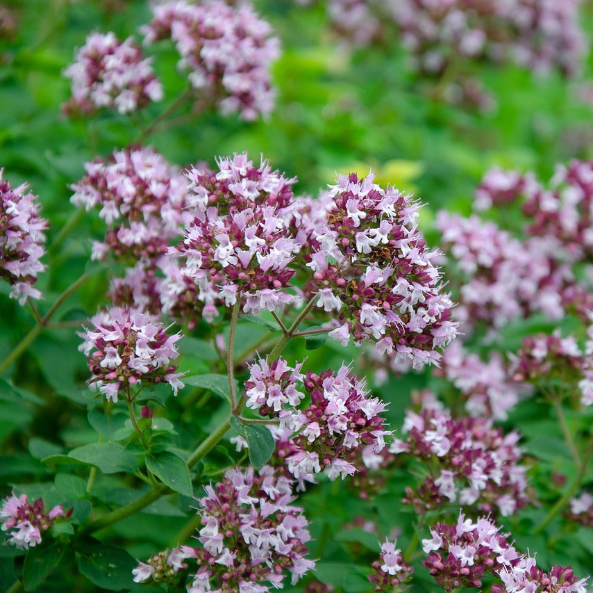 will oregano flowers for extract