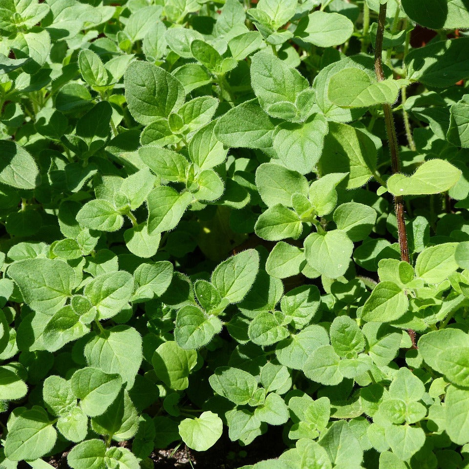 wild oregano plant for tincture